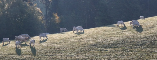 Krajčovec.jpg