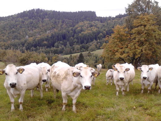 Púlčinské skály.jpg